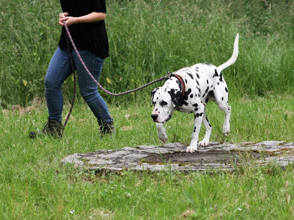 Oreo (Dalmatiner, 11 Jahre 11 Monate) - Hunde_vermittelt_2016 |  Tierschutzverein Weil am Rhein e.V.