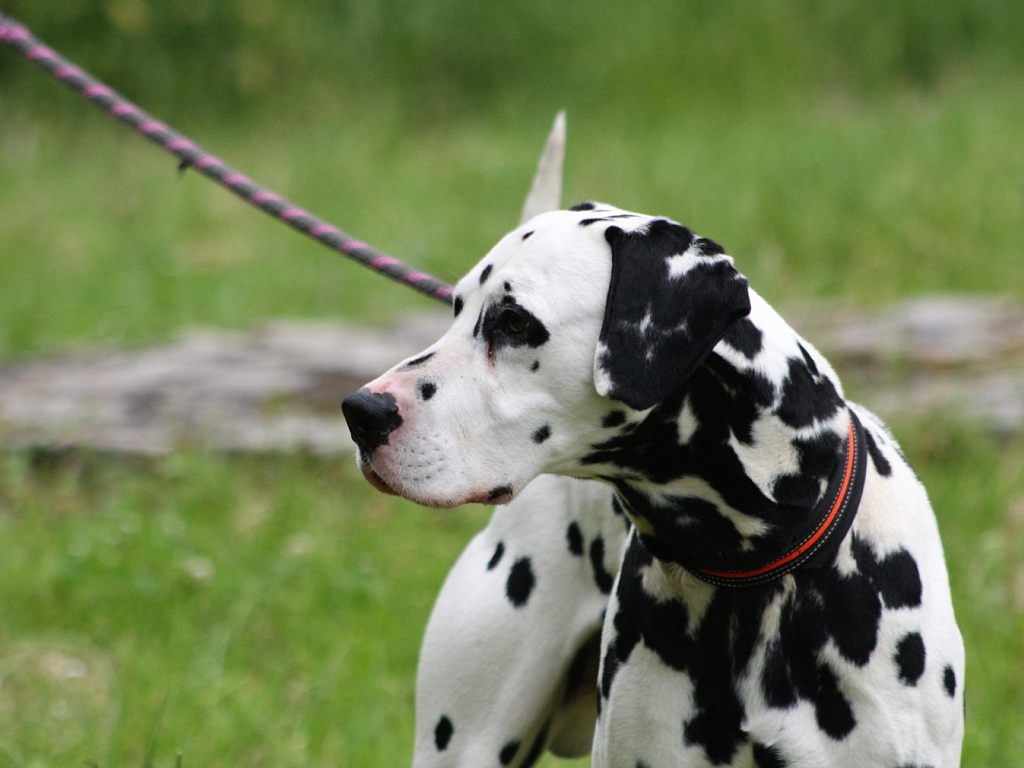 Oreo (Dalmatiner, 11 Jahre 11 Monate) - Hunde_vermittelt_2016 |  Tierschutzverein Weil am Rhein e.V.