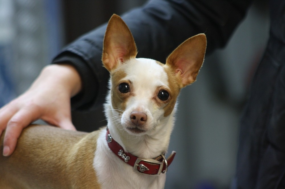 Priscilla (Chihuahua - Mischling, 11 Jahre 9 Monate) -  Hunde_vermittelt_2014 | Tierschutzverein Weil am Rhein e.V.