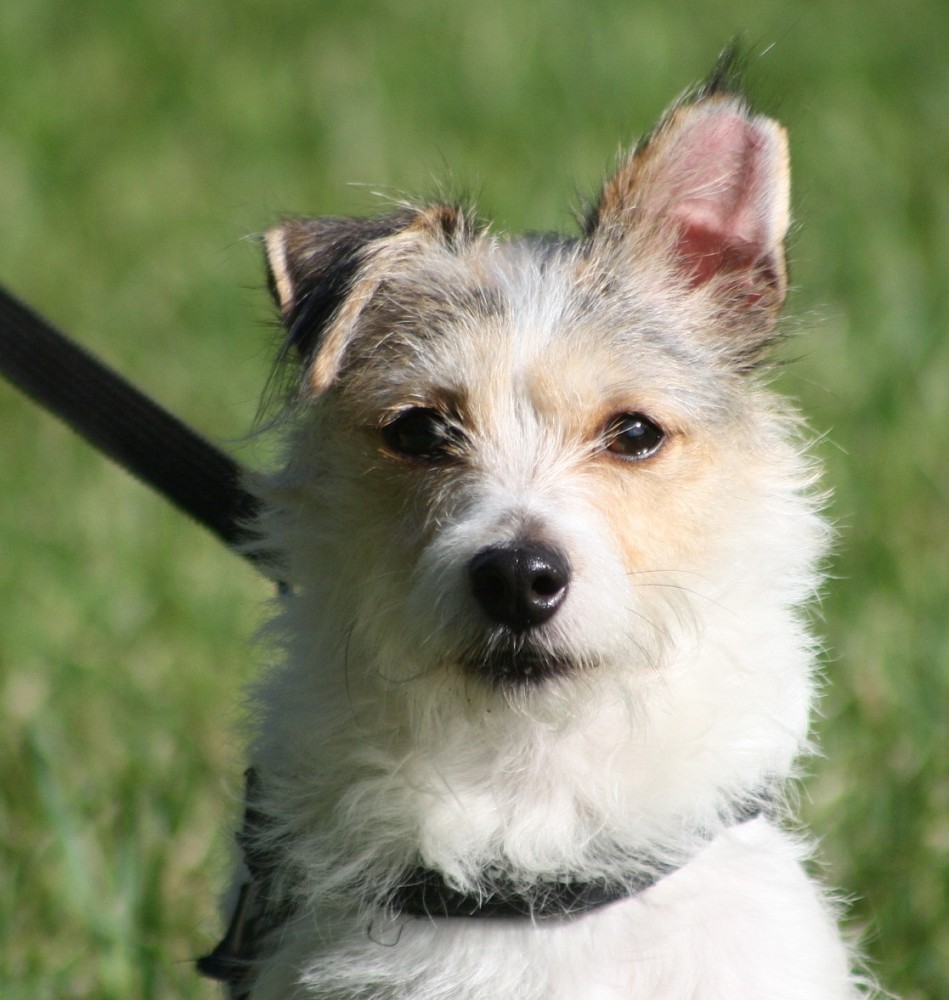 Danny (Jack Russell Terrier - Malteser Mischling, 10 Jahre 10 Monate) -  Hunde/ImTierheimWeil | Tierschutzverein Weil am Rhein e.V.