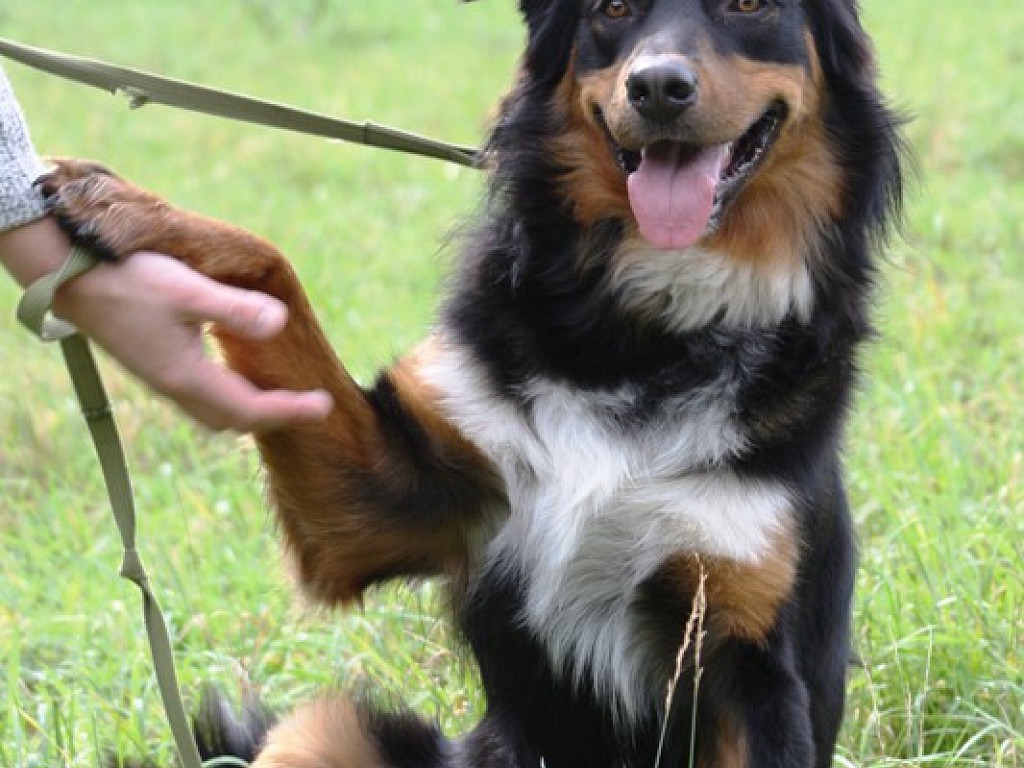 Nero (Berner Sennenhund - Australian Shepherd Mischling, 10 Jahre 3 Monate)  - Hunde_vermittelt_2012 | Tierschutzverein Weil am Rhein e.V.