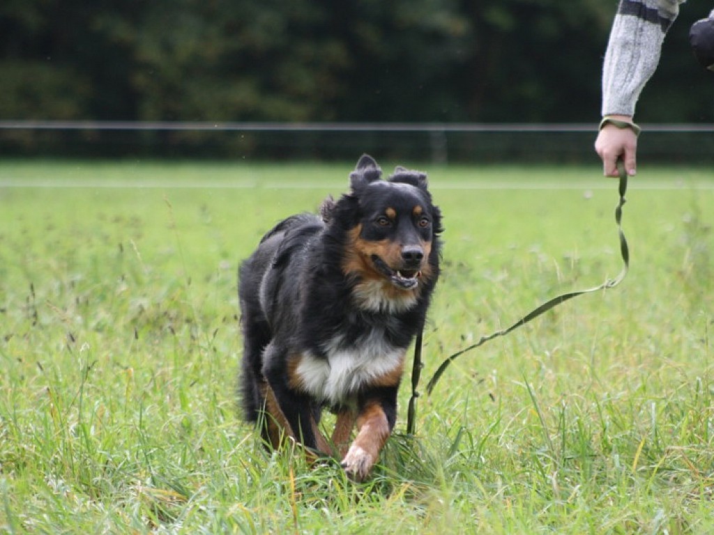 Nero (Berner Sennenhund - Australian Shepherd Mischling, 10 Jahre 3 Monate)  - Hunde_vermittelt_2012 | Tierschutzverein Weil am Rhein e.V.