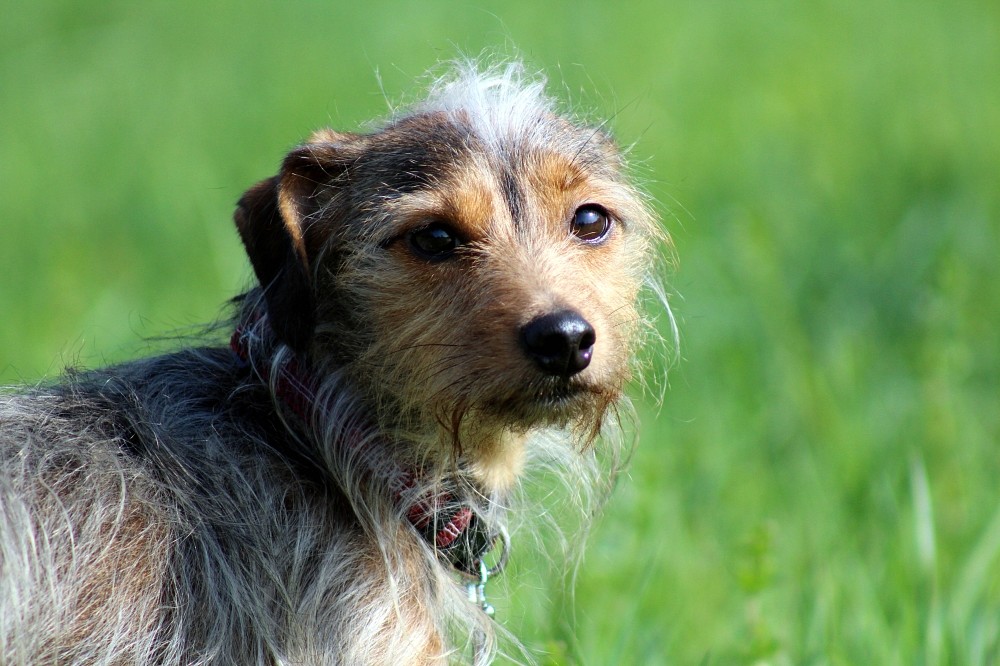 Liesel (Dackel - Australian Silky Terrier Mischling, 8 Jahre 6 Monate) -  Hunde/ImTierheimWeil | Tierschutzverein Weil am Rhein e.V.