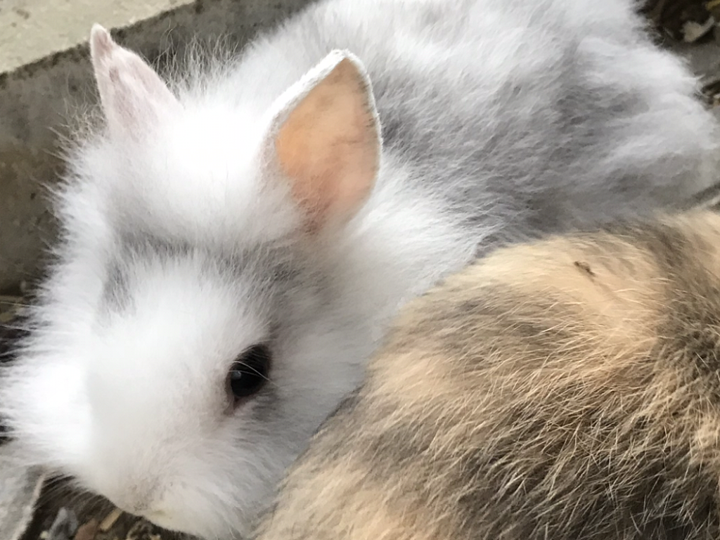 Kaninchen Babys (Kaninchen, 5 Jahre 2 Monate) - Kleintiere_vermittelt_2018  | Tierschutzverein Weil am Rhein e.V.