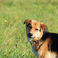 Hunde vermittelt 2020 - hunde_vermittelt_2020 | Tierschutzverein Weil am  Rhein e.V.