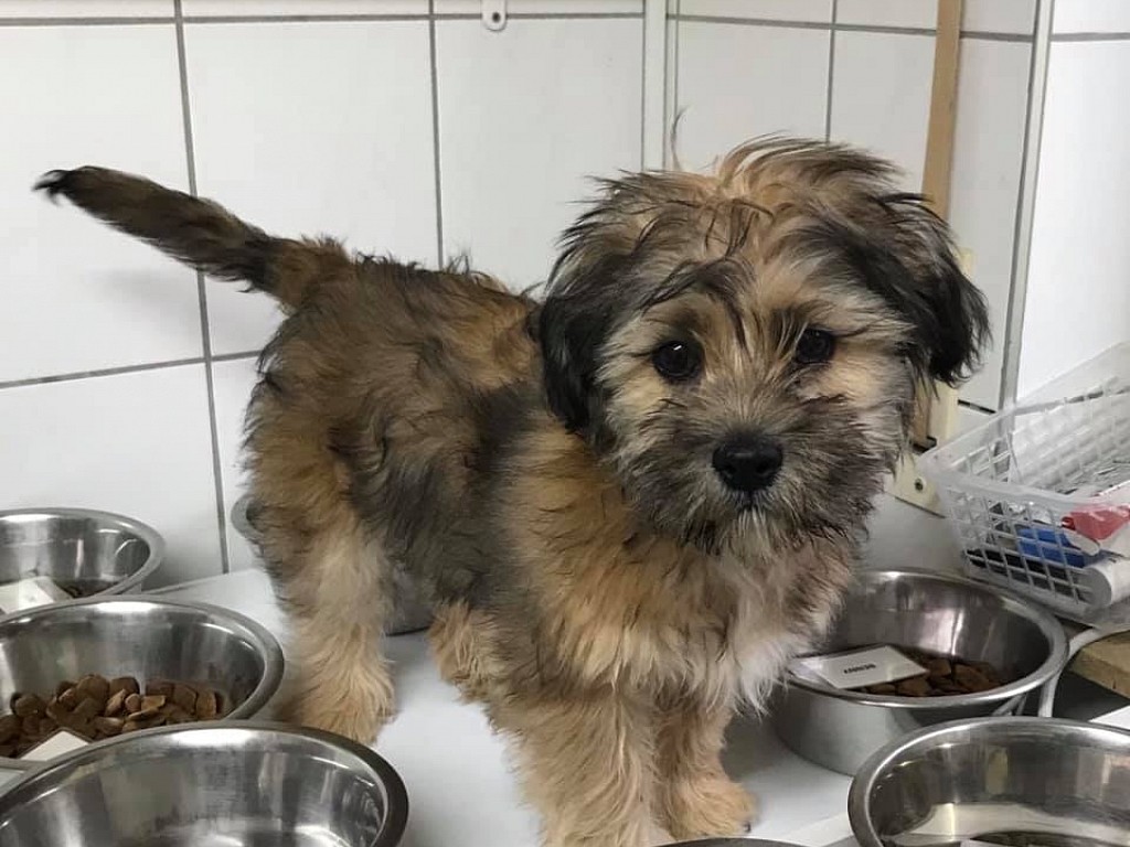 Chewie (Tibet-Terrier - Mischling, 4 Jahre 5 Monate) -  hunde_vermittelt_2020 | Tierschutzverein Weil am Rhein e.V.
