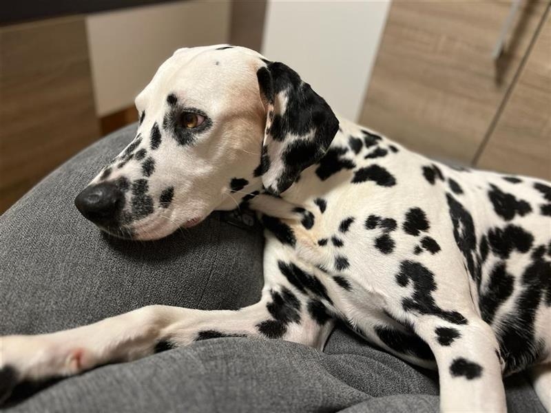 Rusty (Dalmatiner, 3 Jahre 0 Monate) -  Hunde/AndererVereinePrivaterVermittlung | Tierschutzverein Weil am Rhein  e.V.